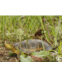 خانواده لاکپشت های برکه ای Emydidae